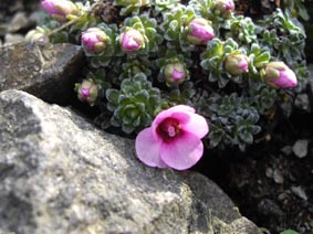 Saxifraga 'Myra'